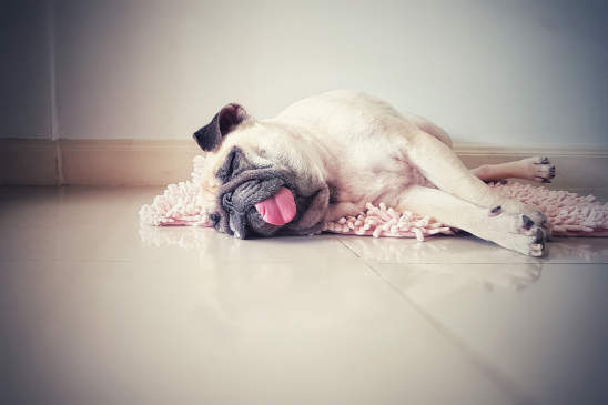 Canva - Cute pug dog sleep rest on the floor, over the mat and tongue sticking out in the lazy time