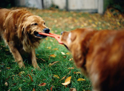 Canva - Golden Retrievers Playing Tug of War with Dog Toy