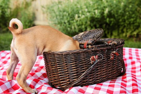 12 Human Foods That Are Toxic to Dogs