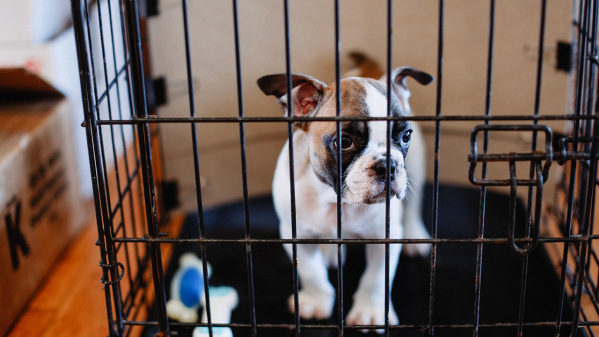 How To Crate Train Your Puppy: A Guide For First-Time Pet Parents