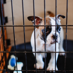 How To Crate Train Your Puppy: A Guide For First-Time Pet Parents