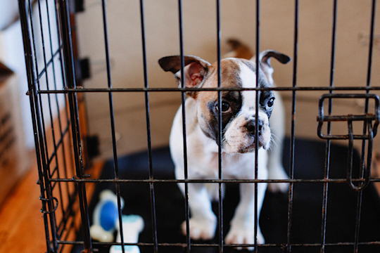 How To Crate Train Your Puppy: A Guide For First-Time Pet Parents