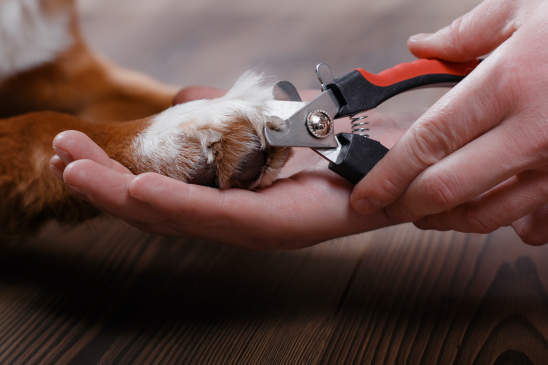 Canva - Trimming claws. Manicure and pedicure grooming