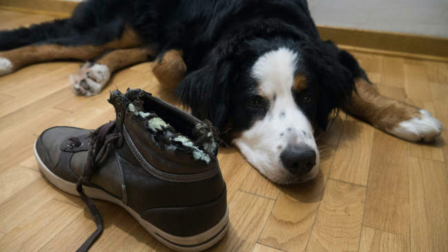 Canva - Bernard mountain dog lying next to chewed shoe