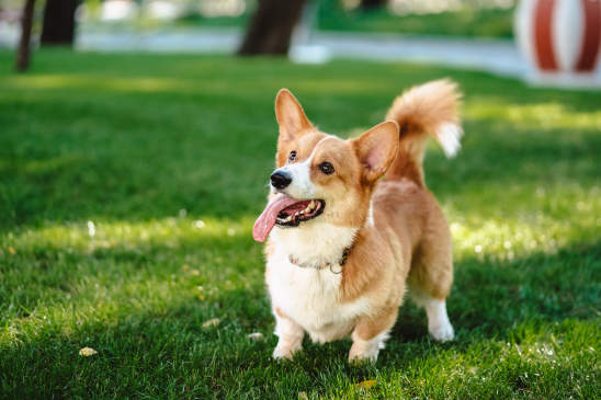 Canva - Happy and Active Purebred Welsh Corgi Dog Outdoors in the Grass