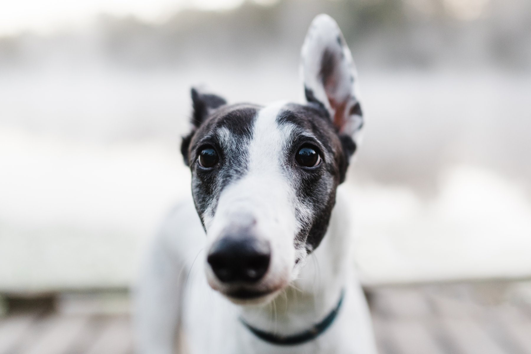 Foreign Body Ingestion: What Pet Parents Need To Know