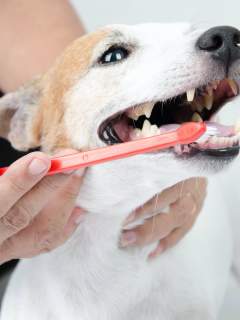 Why Good Dental Health Is The Key To Your Pet Living A Longer, Healthier Life