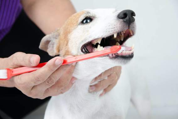 Why Good Dental Health Is The Key To Your Pet Living A Longer, Healthier Life