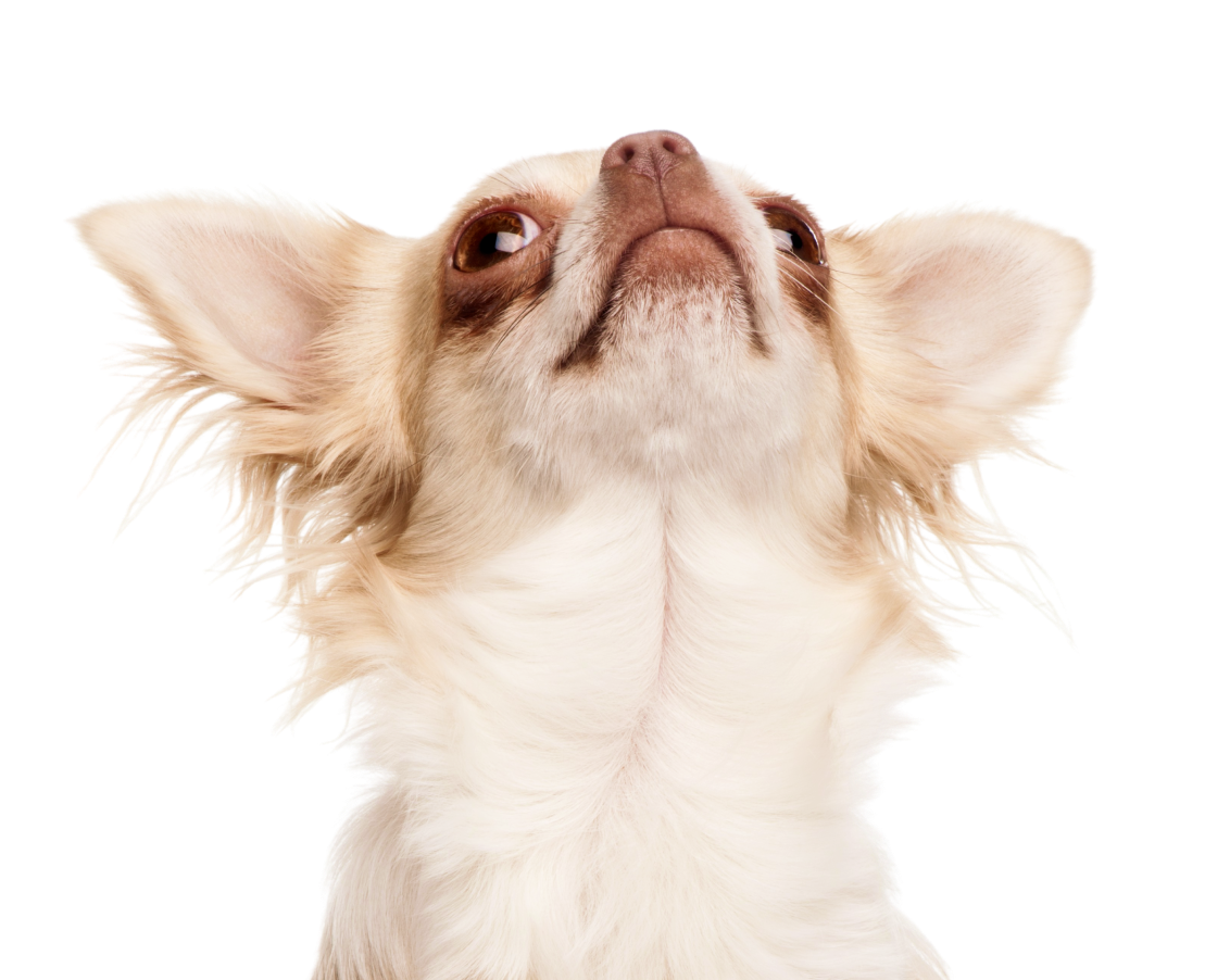dog looking up