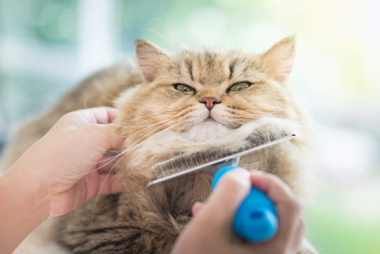 Canva - Woman using a comb brush the Persian cat