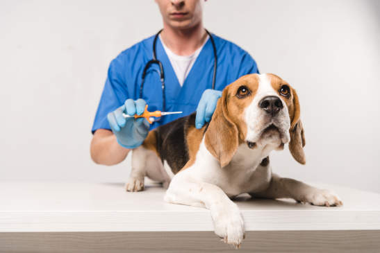 veterinarian microchipping beagle dog