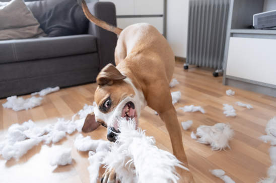Canva - Playful Dog Destroying a Fluffy Pillow at Home. Staffordsh