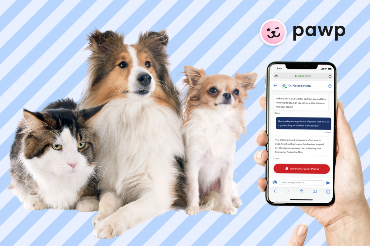 Pawp Helps Pay Vet Bills With An Affordable Alternative To Pet Insurance