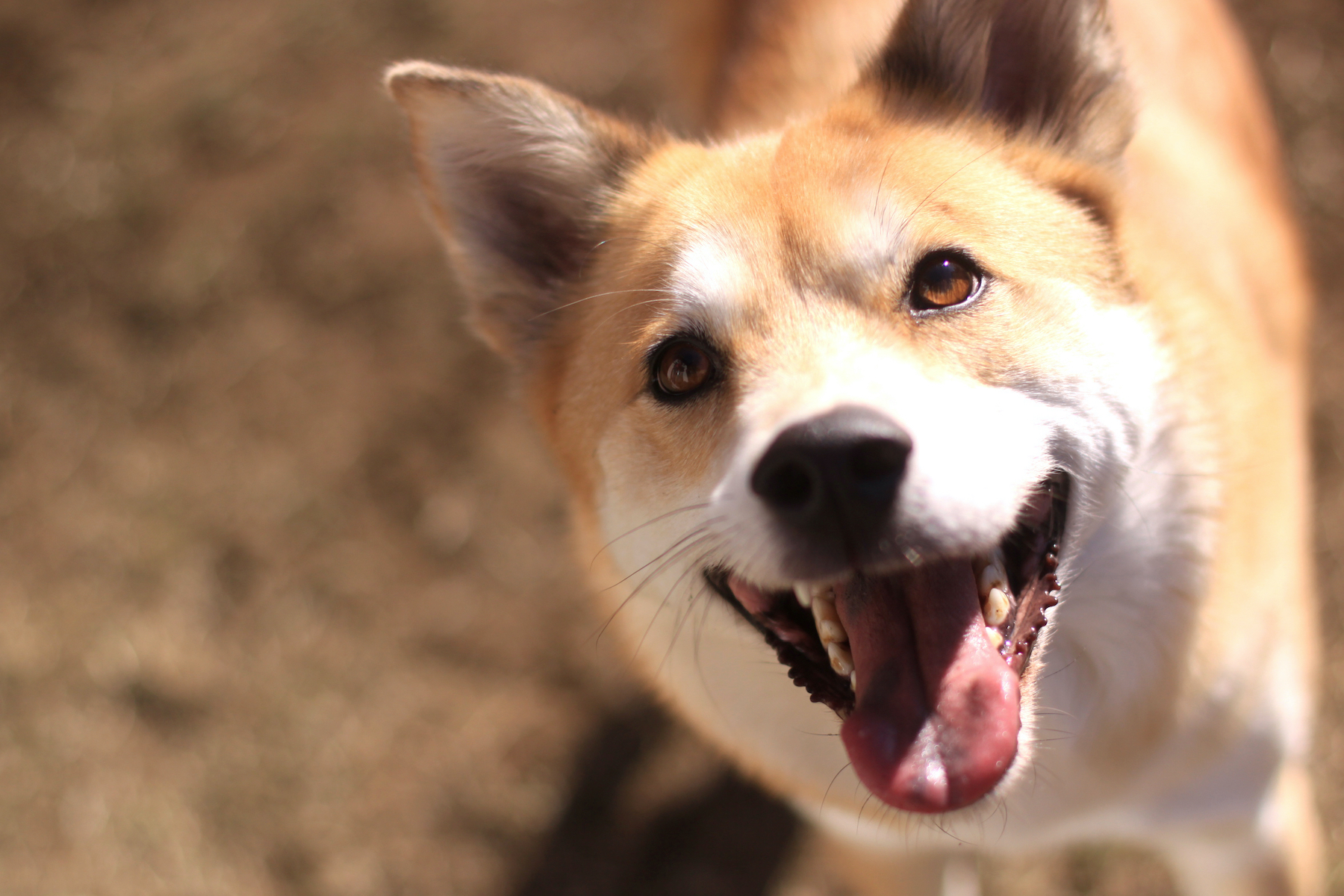 6 Ways Science Says Dogs Are Actually Good For You — Body & Soul