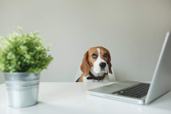 Canva - Beagle dog at table with laptop and green plant in tin
