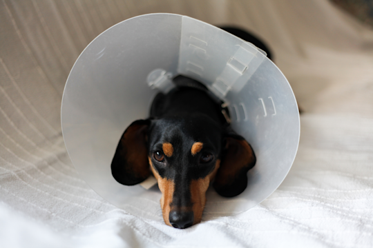 How Much Does It Cost To Neuter A Dog Or Cat?
