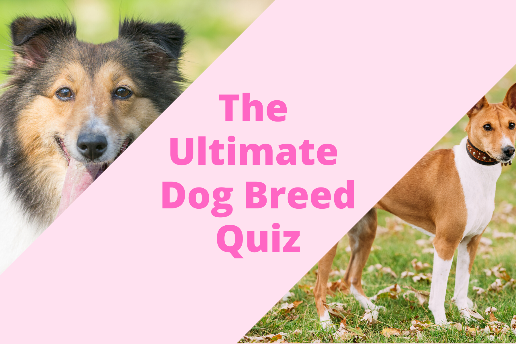 Pawp Quiz: What Dog Breed Best Fits Your Personality?