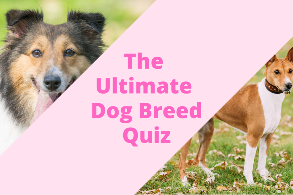 Pawp Quiz What Dog Breed Best Fits Your Personality?