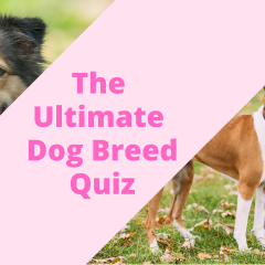 How Well Do You Know Your Dog Breeds? Take The Quiz