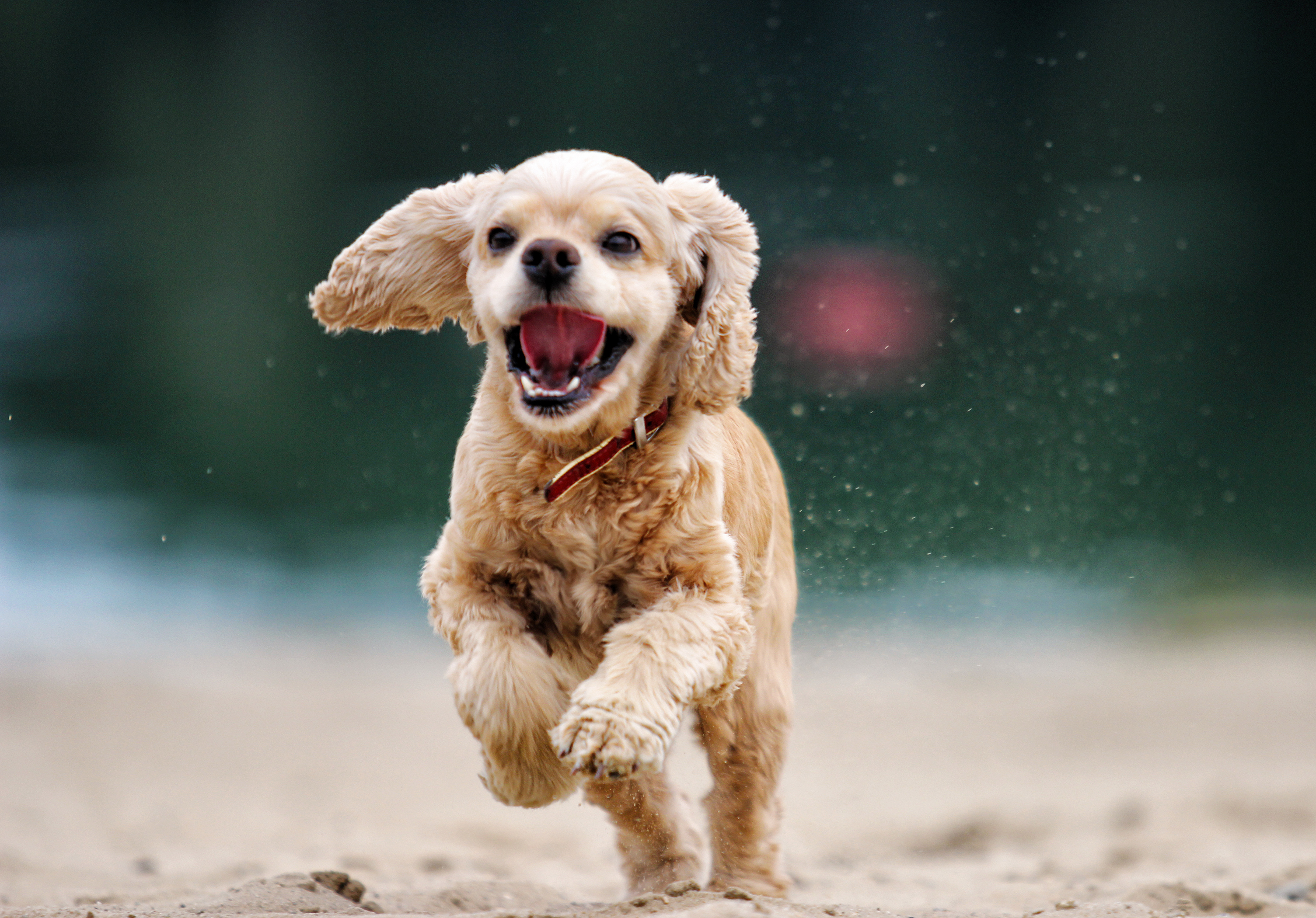 How Much Exercise Does My Dog Really Need?