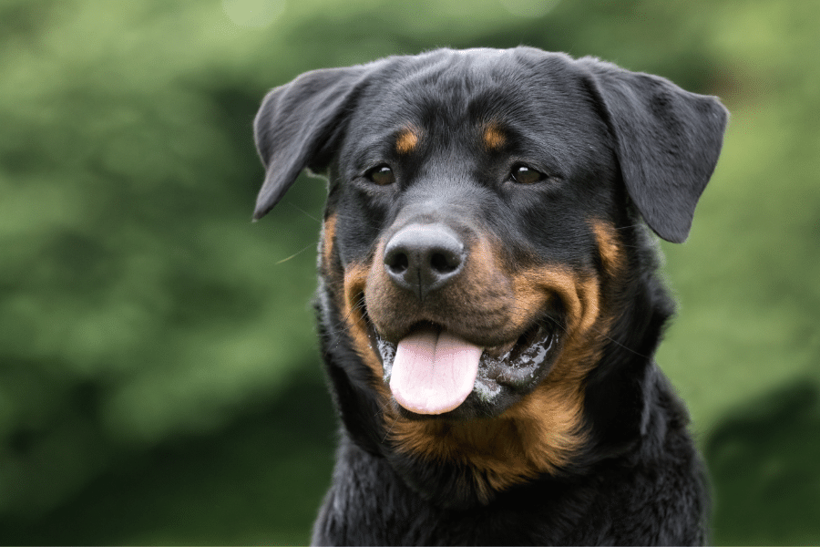 smartest dog breeds - rottweiler - pawp