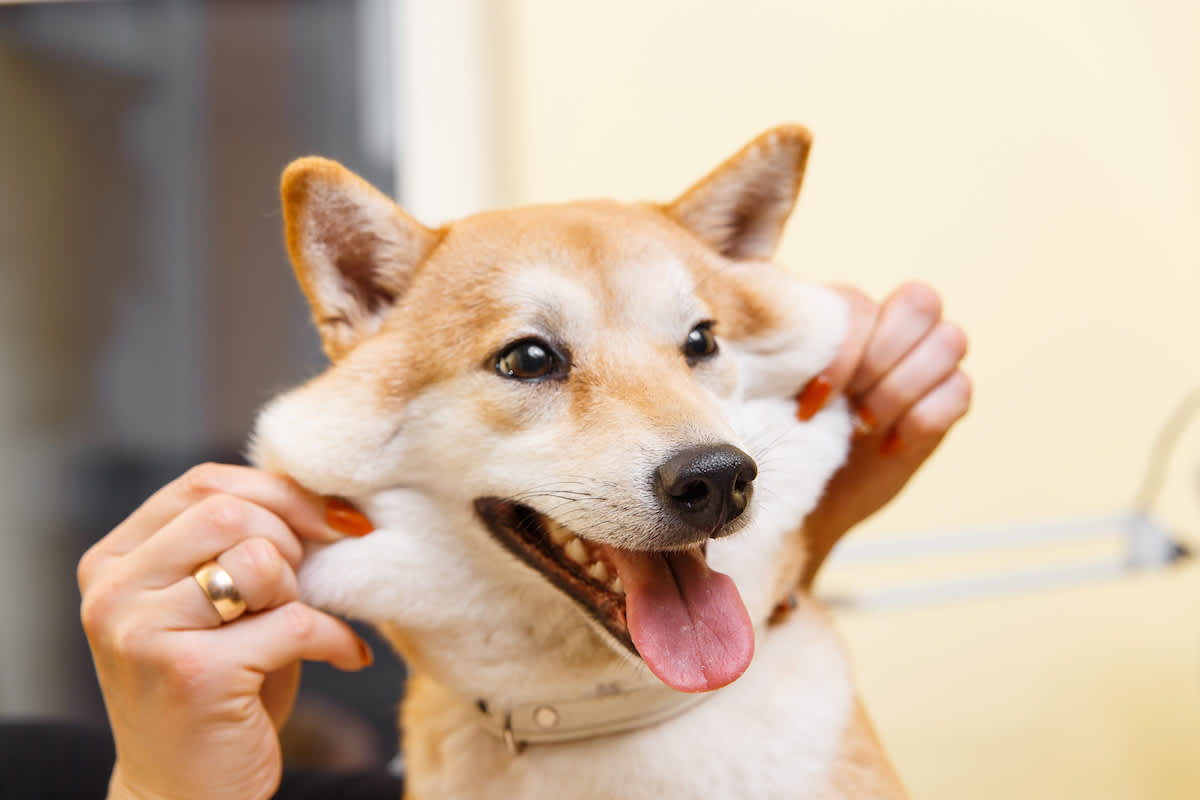 Canva - Shiba Inu dog smiles