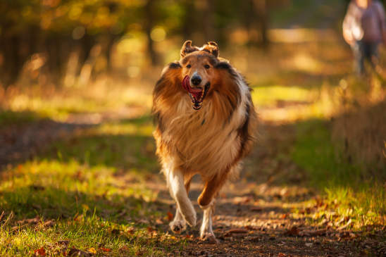Canva - running dog