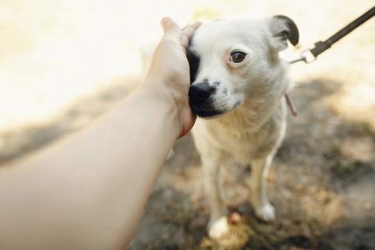 How To Build Trust With Your New Dog