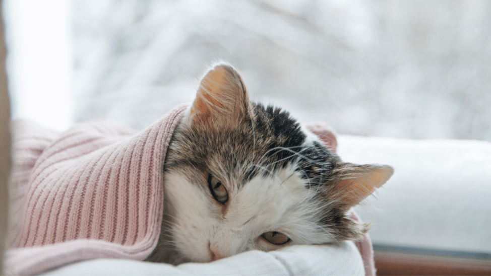 Cat Seizures Signs, Causes, Treatment & Prevention