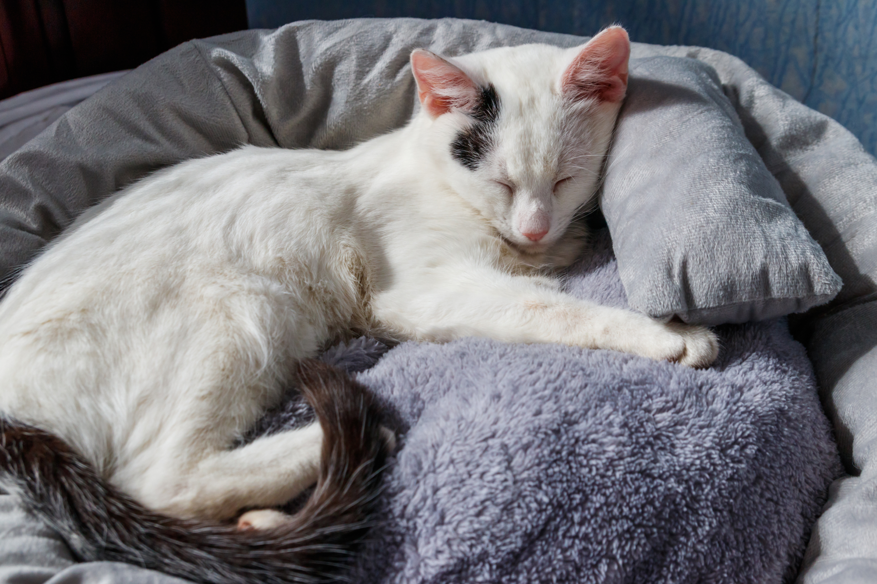 Arthritis In Cats: Signs, Symptoms & Treatments