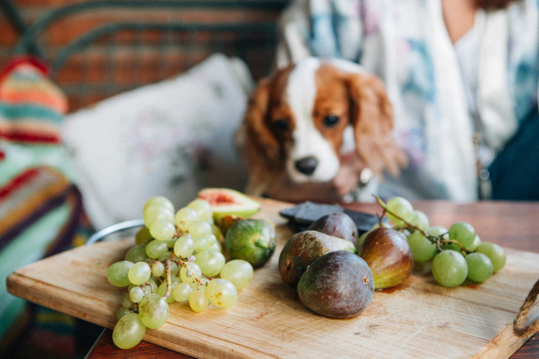 are all dogs allergic to grapes