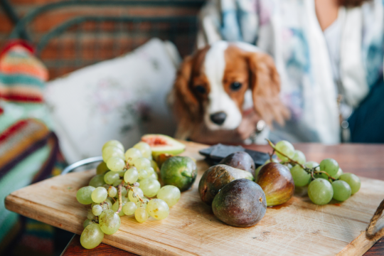 Dog Ate A Grape? What To Do If Your Dog Eats Grapes