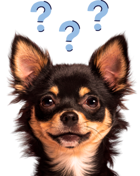 Small dog with blue question marks above his head