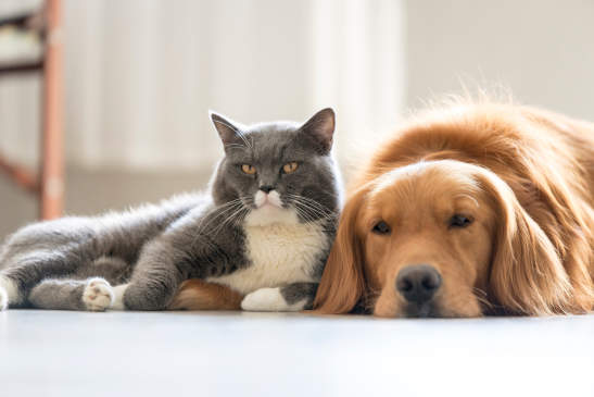 Canva - Dogs and cats snuggle together