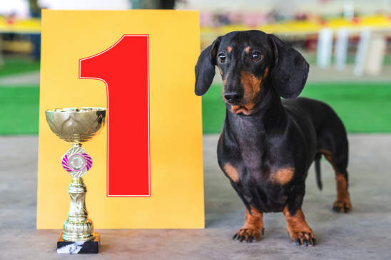 Canva - dog dachshund the winner of the exhibition, stand near the gold cup and the number one sign at an exhibition of dogs