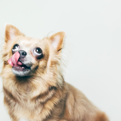 73 Food-Inspired Dog Names For Your Furry Friend