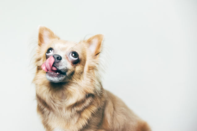 73 Food-Inspired Dog Names For Your Furry Friend