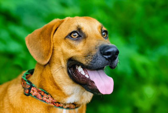 Why Is My Dog Panting? Causes & Treatments