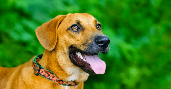 Why Is My Dog Panting? Causes & Treatments