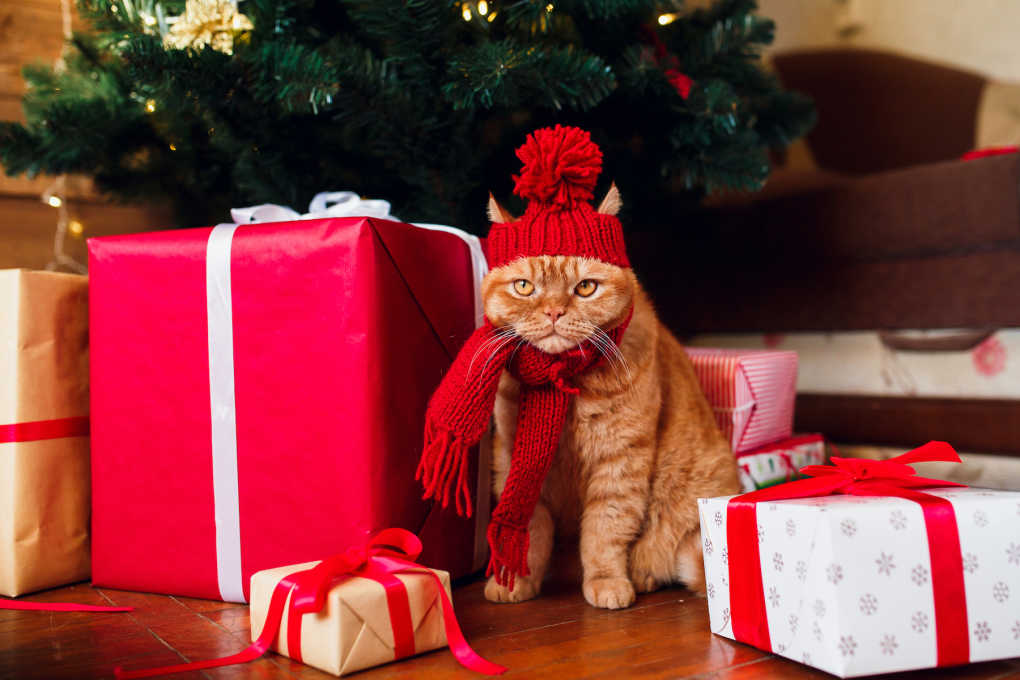 13 Last-Minute Holiday Gift Ideas For The Cat (Or The Cat Lady) In Your ...