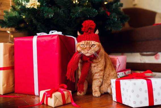 13 Last-Minute Holiday Gift Ideas For The Cat (Or The Cat Lady) In Your Life