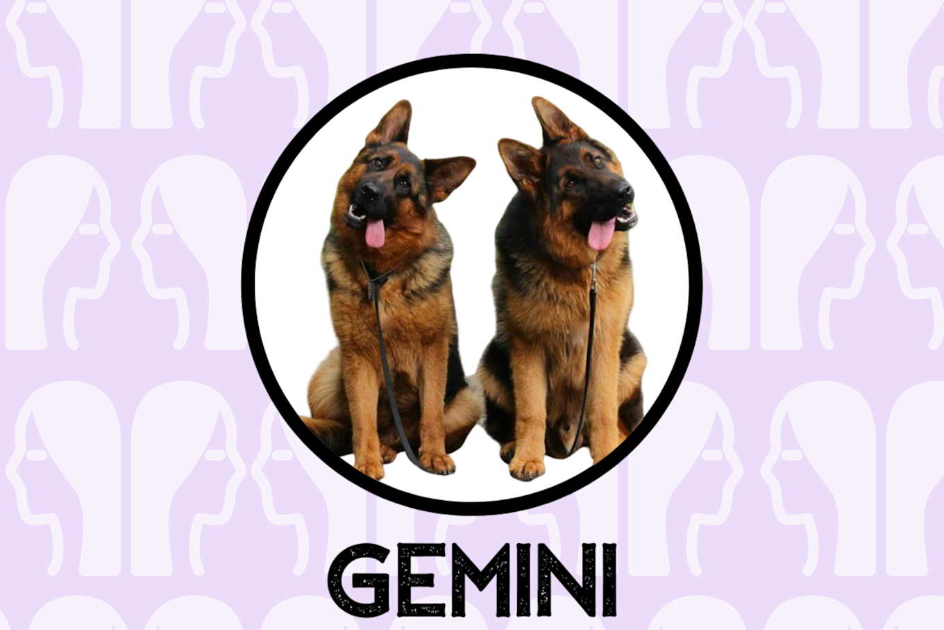 Gemini Dog Personality What Being A Gemini Says About Your Dog