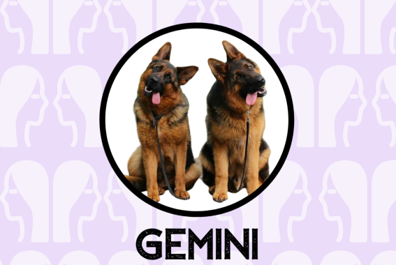 Gemini Dog Personality: What Being A Gemini Says About Your Dog