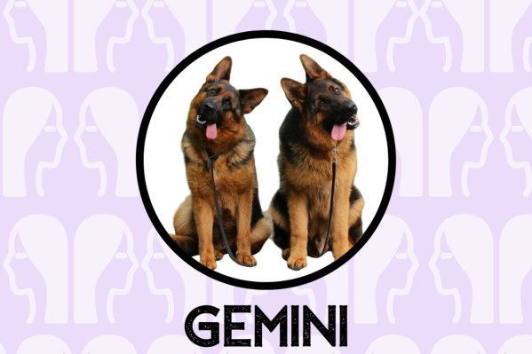 Gemini Dog Personality: What Being A Gemini Says About Your Dog