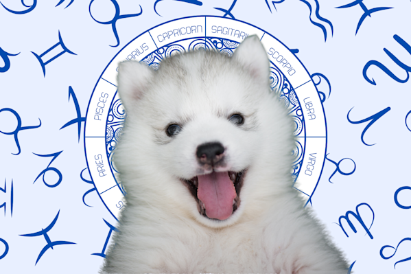 Your Dog's Weekly Horoscope 2020: May 11-17