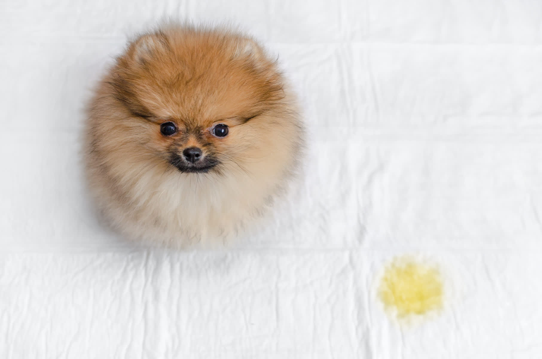 Canva - fluffy pomeranian puppy and urine puddle, view from above