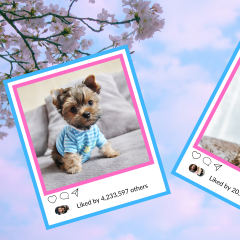 What Famous Instagram Animal You Are, According To Your Zodiac Sign 