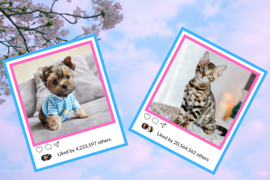 What Famous Instagram Animal You Are, According To Your Zodiac Sign 