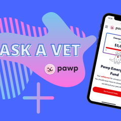 Ask A Vet: Pawp Online Vets Discuss Spaying & Disease Prevention