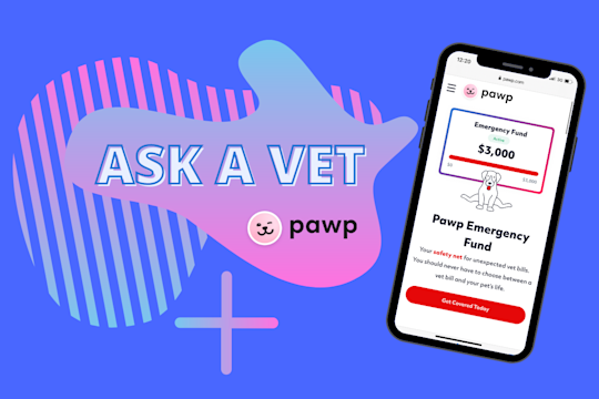 Ask A Vet: Pawp Online Vets Discuss Spaying & Disease Prevention